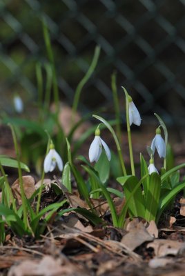 Galanthus nivalis - sněženka podsněžník - kěty, listy, stonky